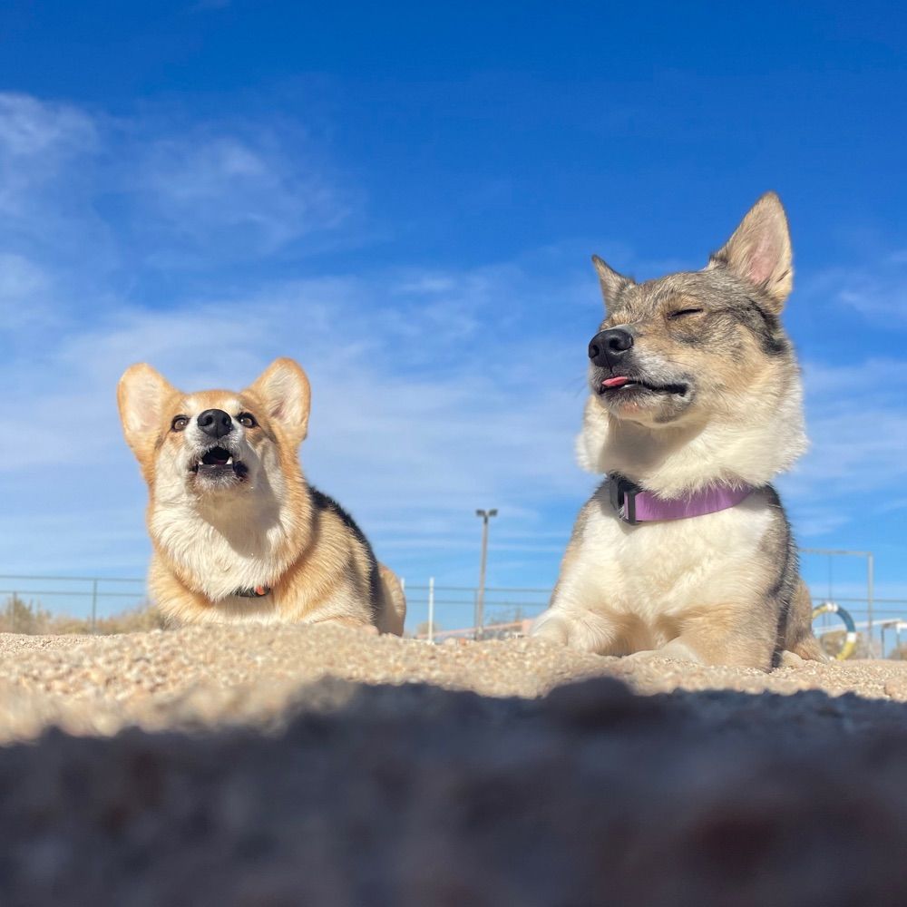 Iggy & Phantom
