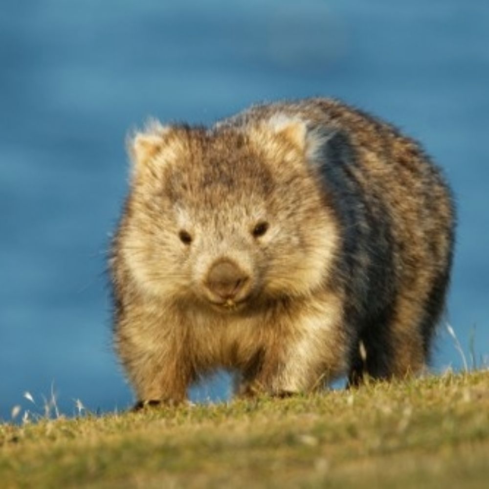 Stage Wombat