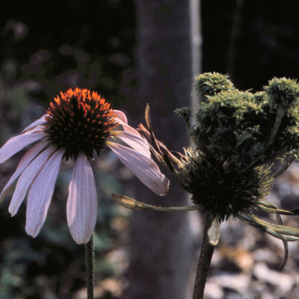 UW Plant Disease Diagnostics Clinic