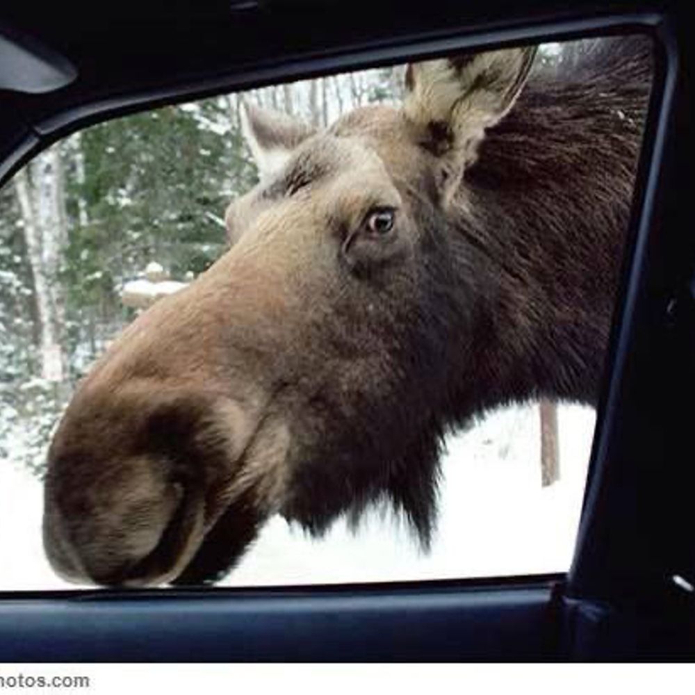 Singing Moose