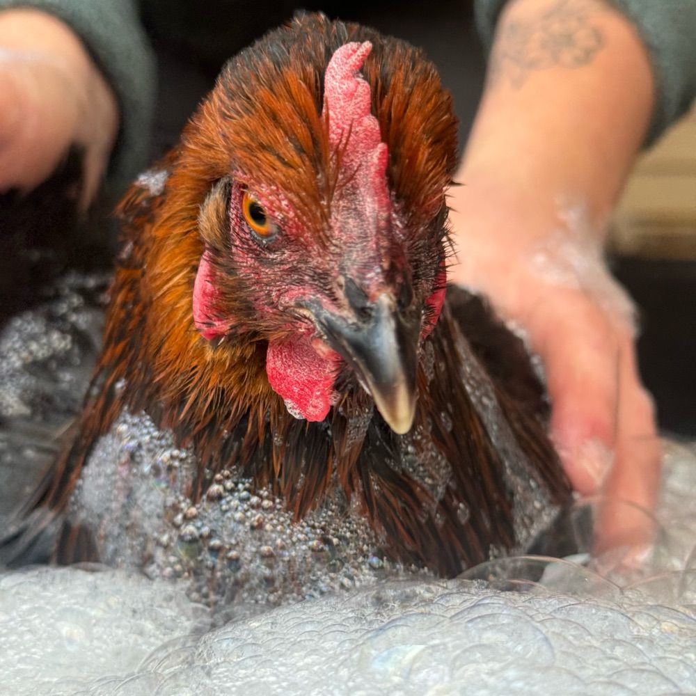 Farm Fresh Fabulous