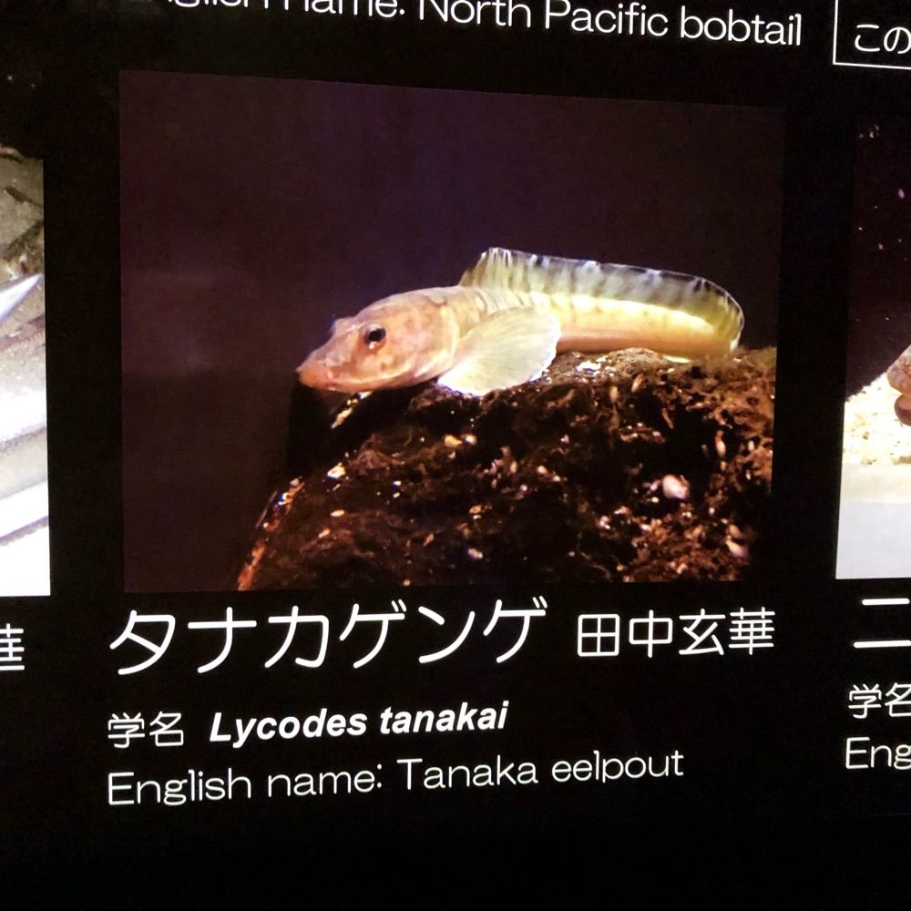 Yoshitaka Tanaka