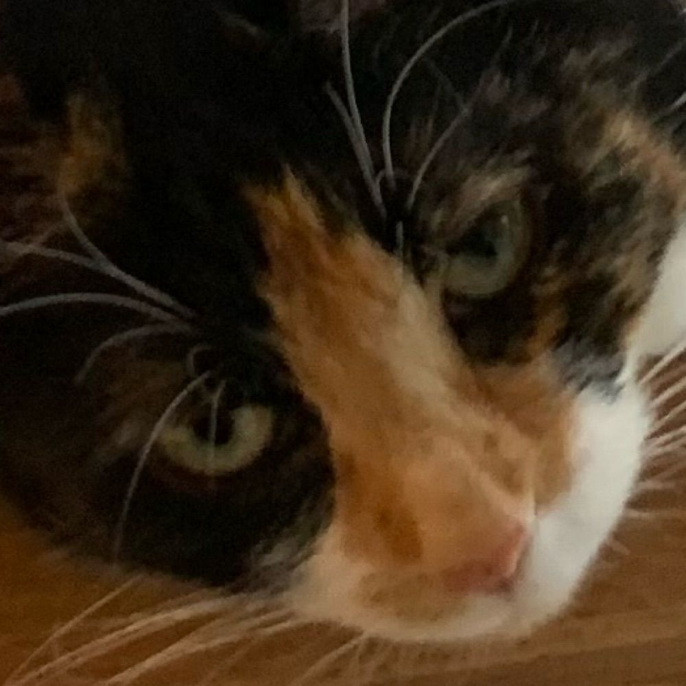 Nemo