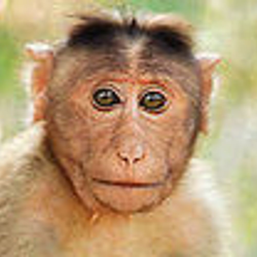 Monkey Number 10000