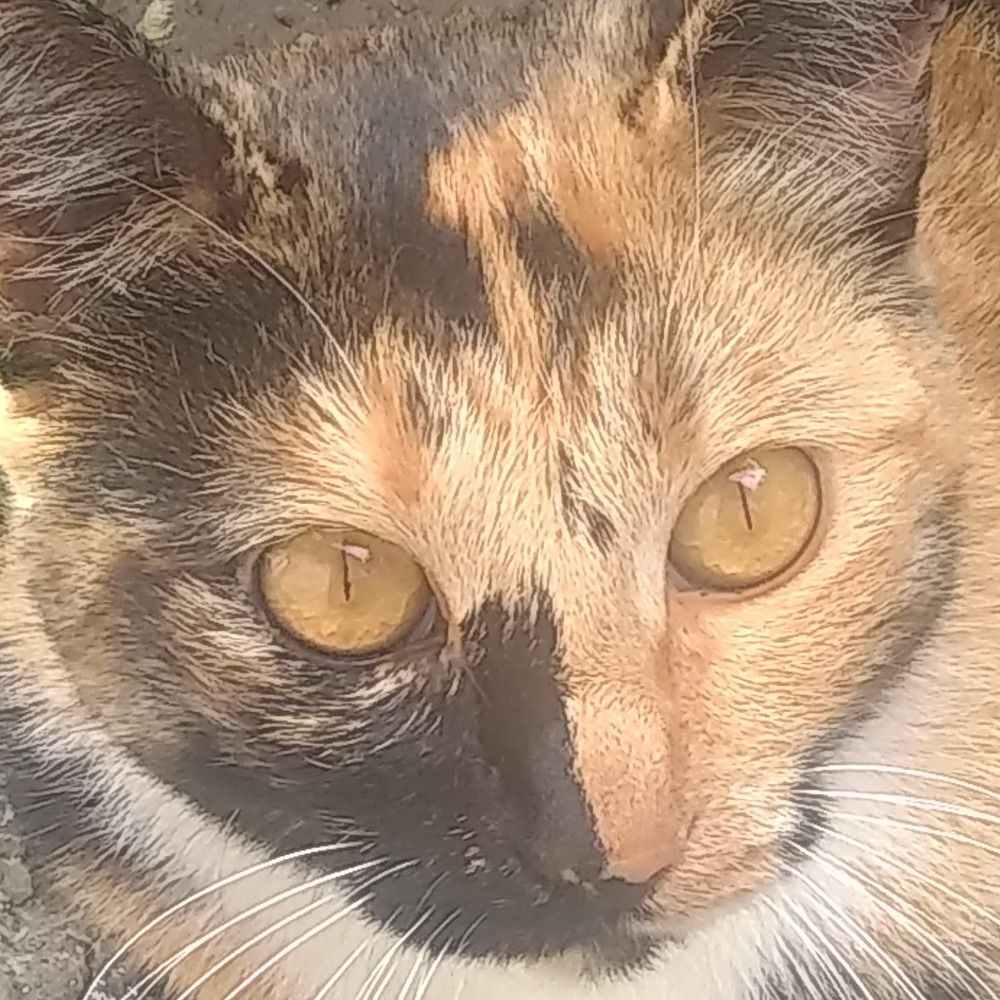 Tha_Light_Catt