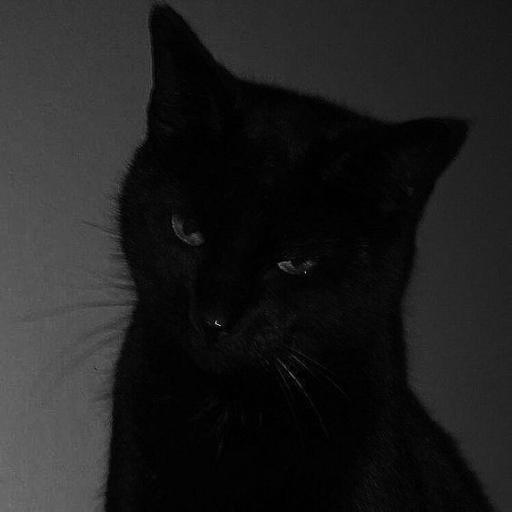 birdy dark