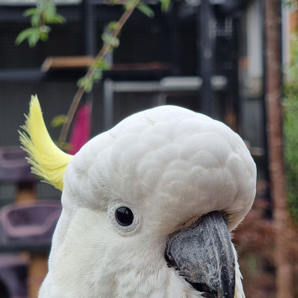 Caspa