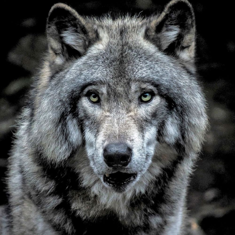 Old Wolf