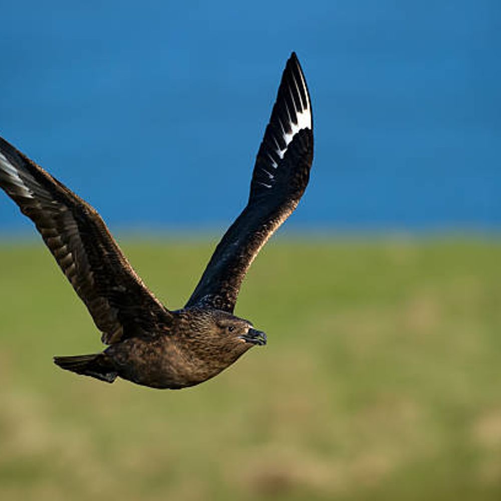Caroline Bonxie
