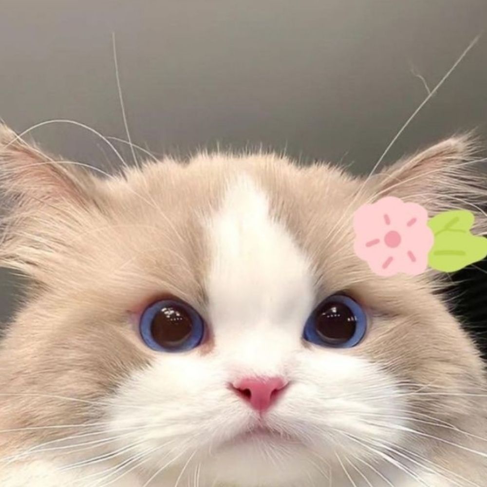 เหมียวน้อย