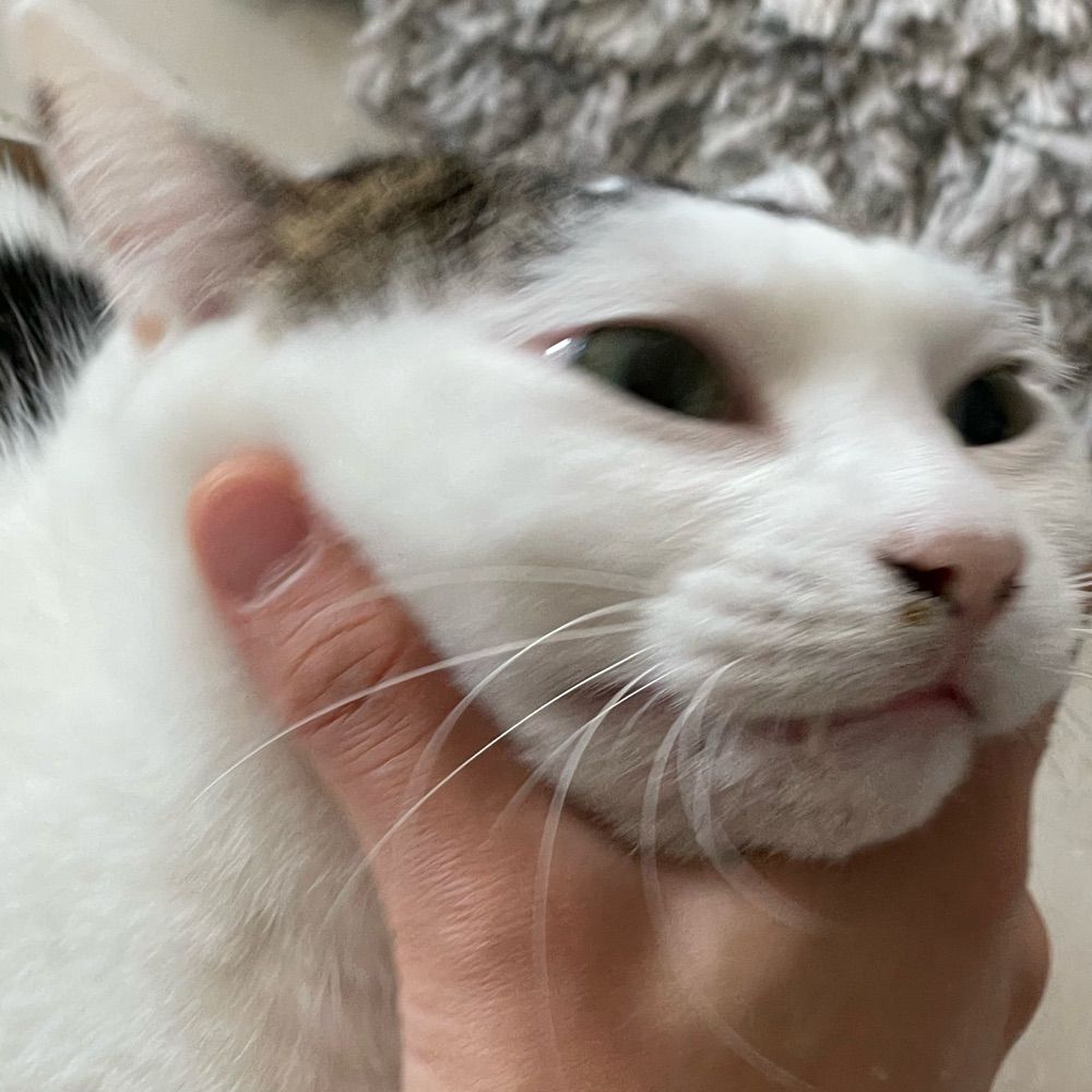 몽쟈