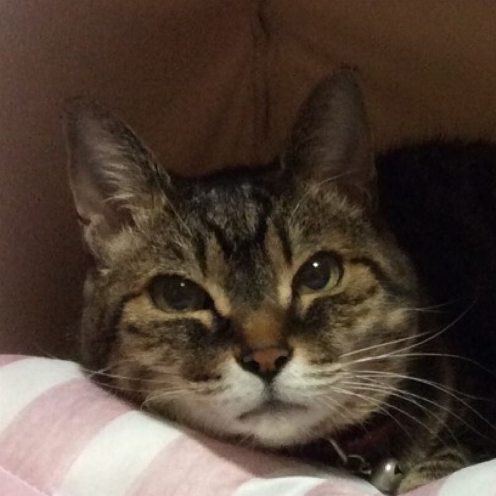 すねこ