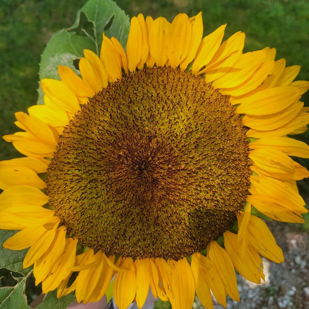 🔆