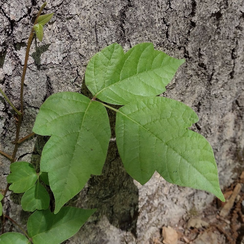 toxicofriendron radicans