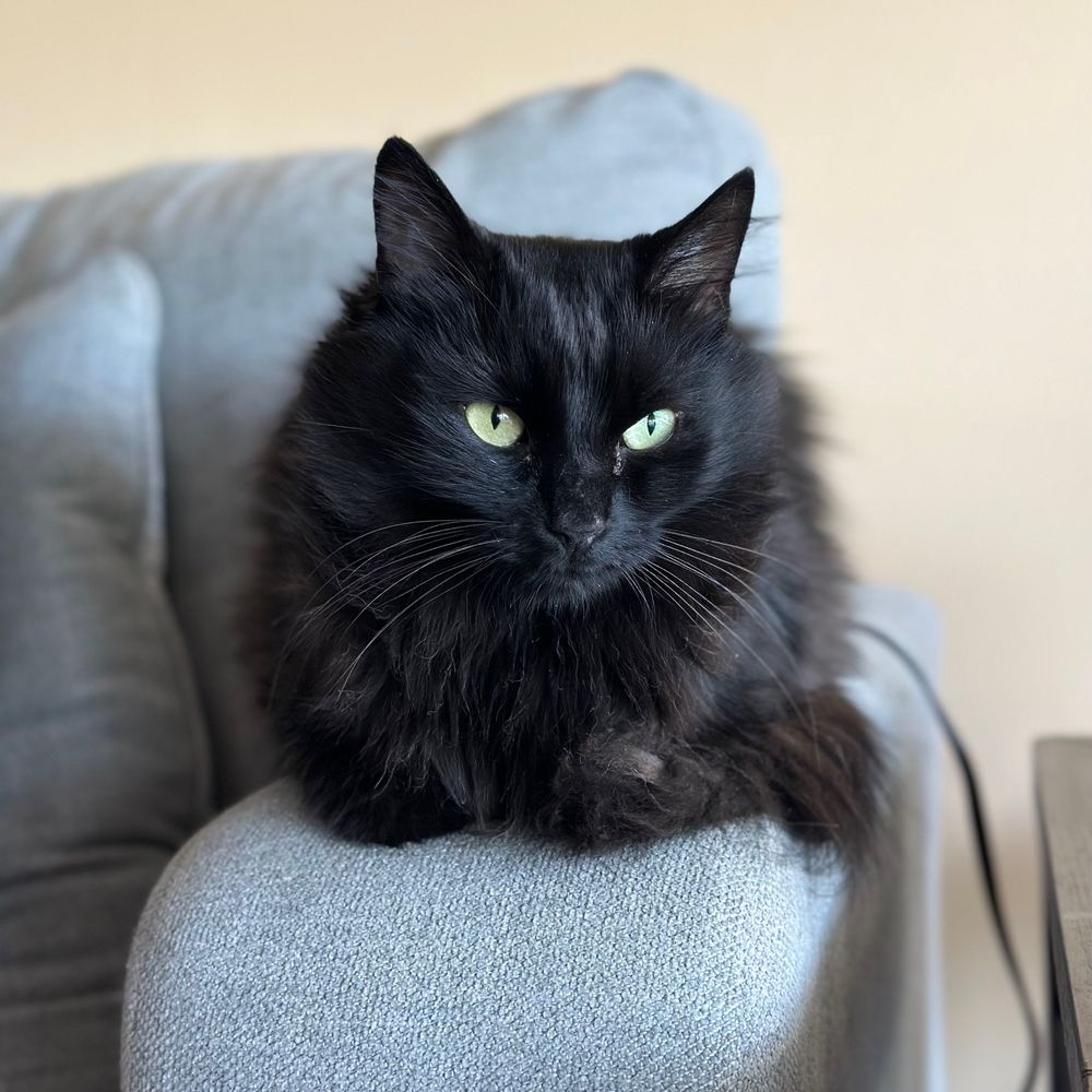 Forest Cat