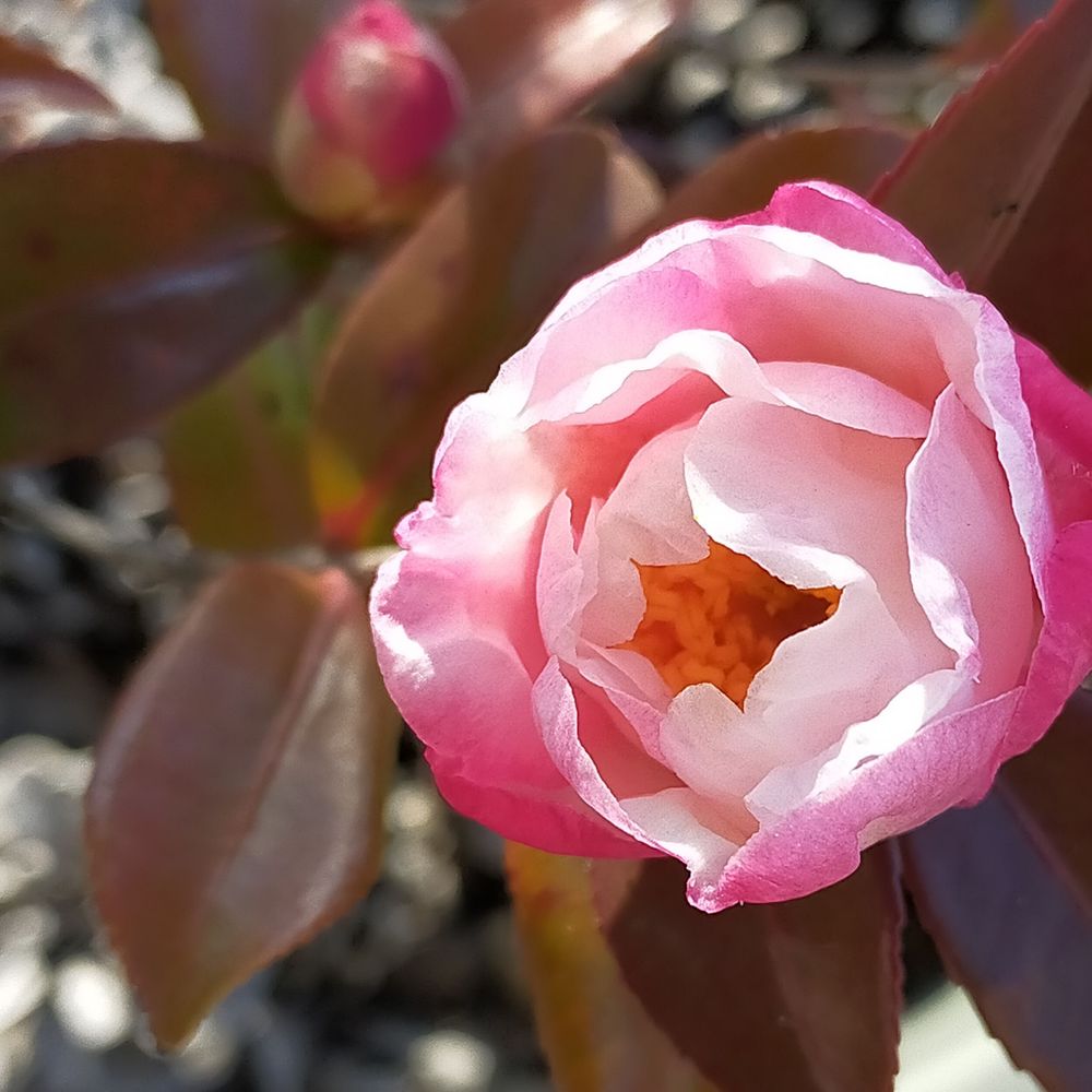 山茶花