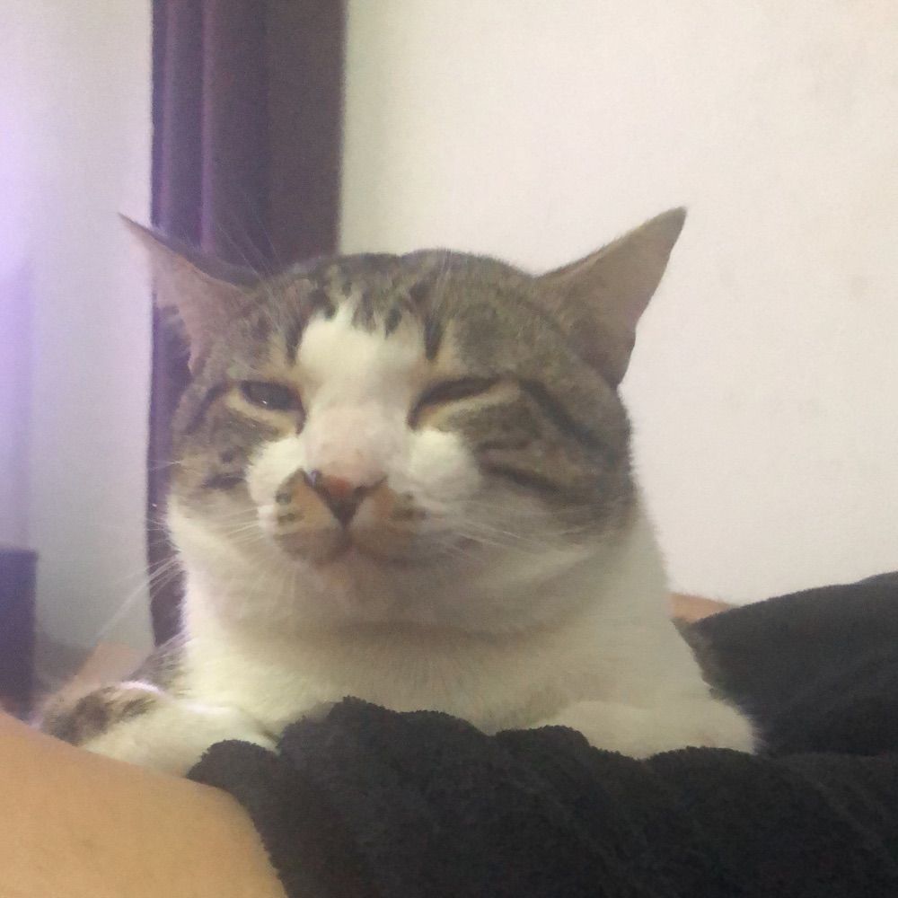 Vagabugo