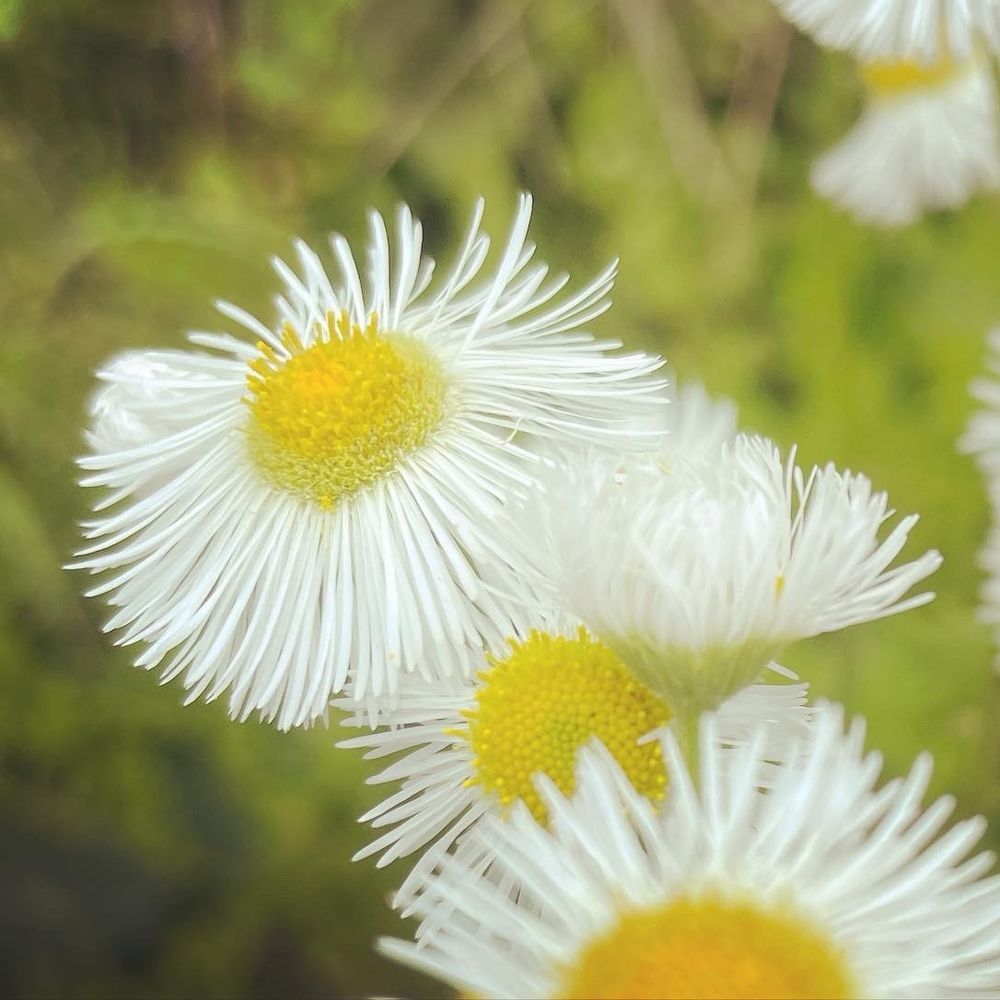 Eruca