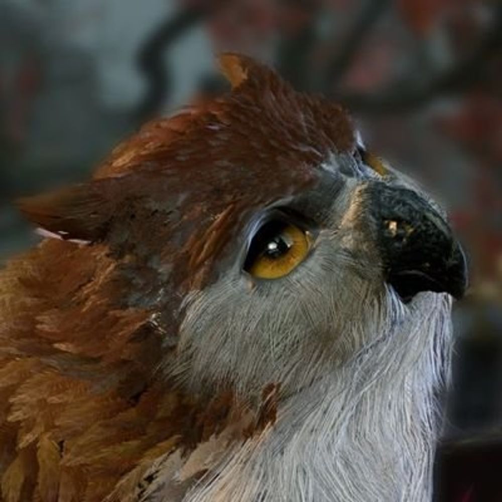 Kimaeris
