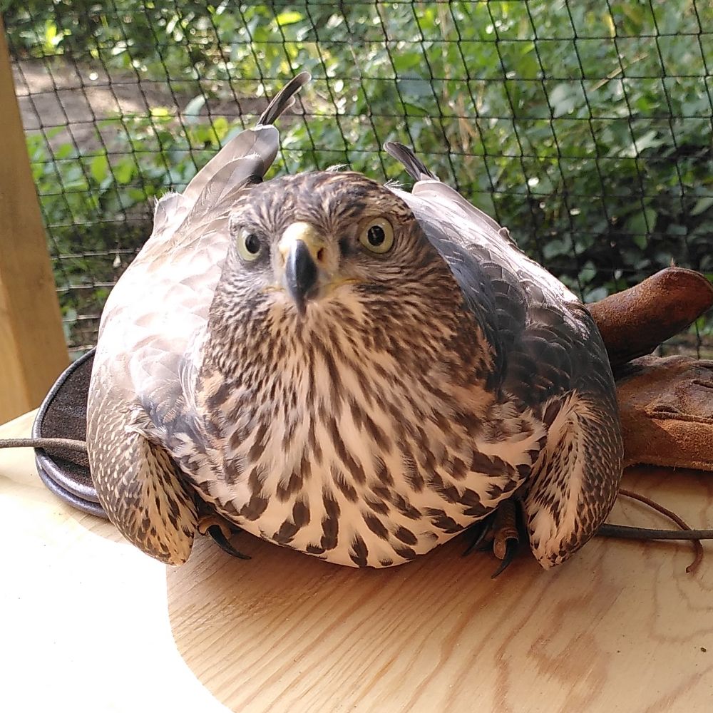 Belials_goshawk