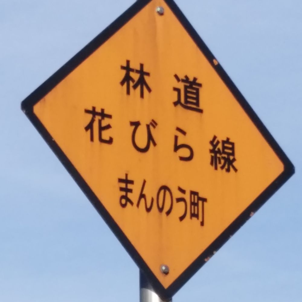 レドフィ楓
