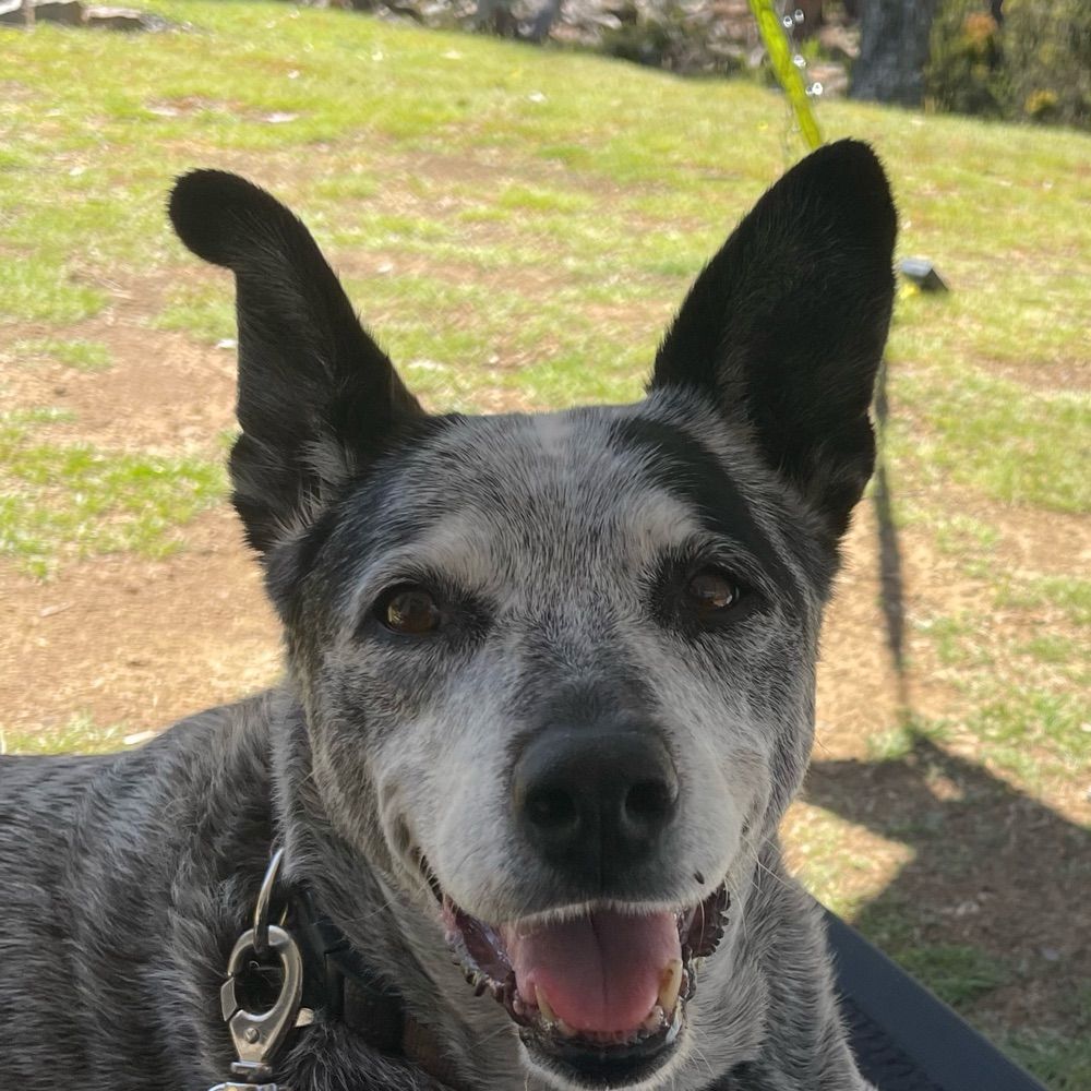 Phoebe