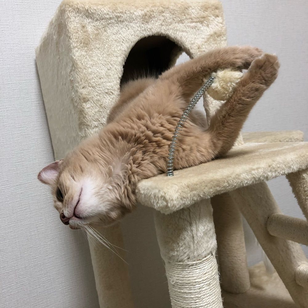 こか