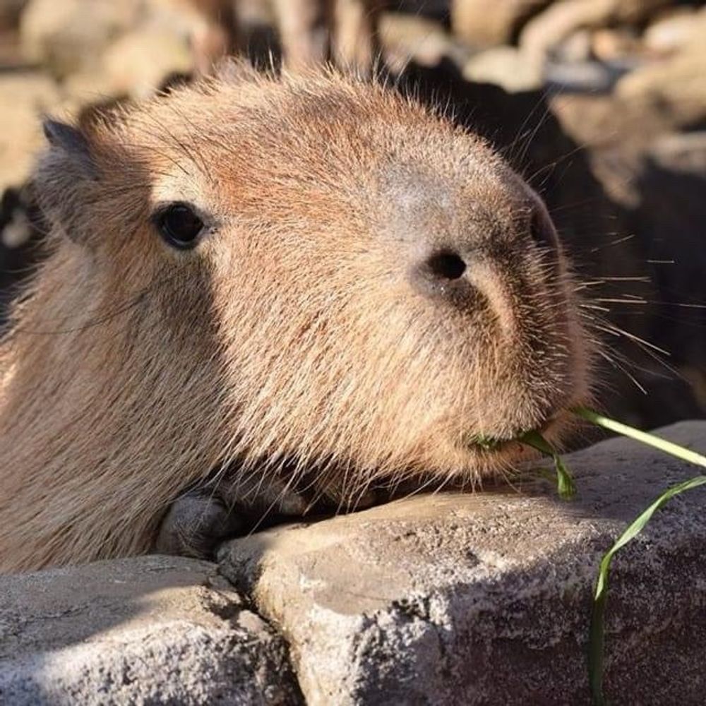 Arthur