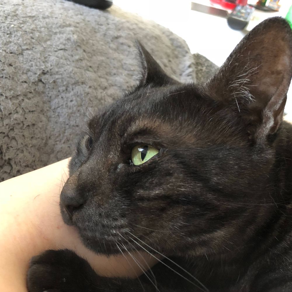 Katz