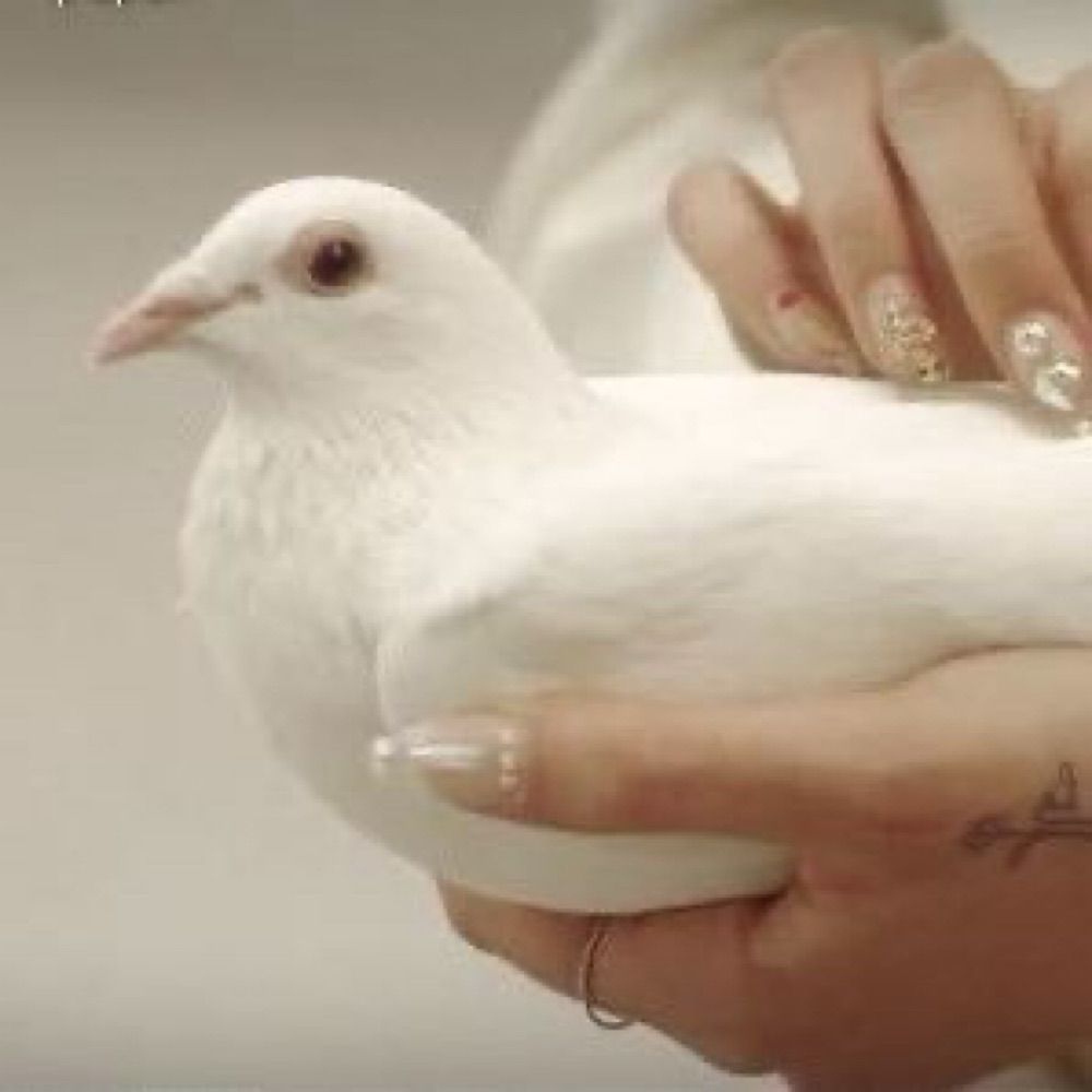 Dove