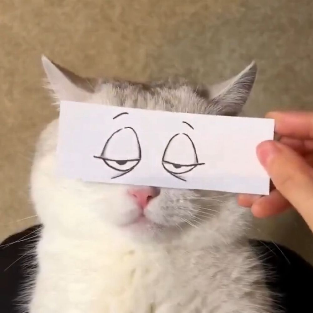にゃん吉