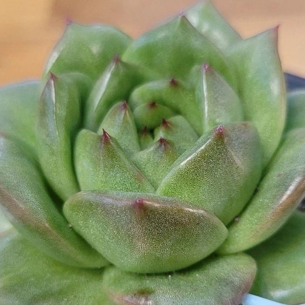 파크라이프