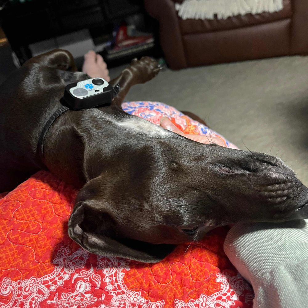 doxienut.bsky.social profile picture