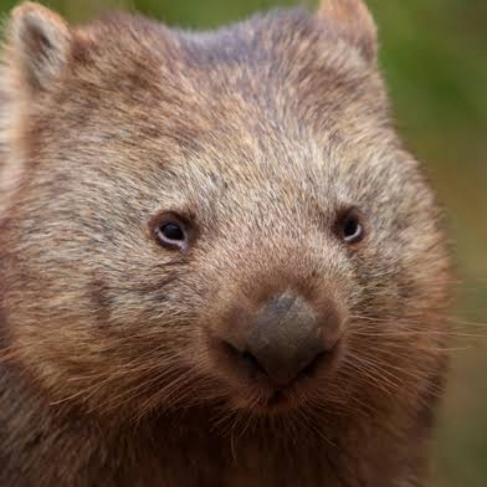 WombatMagic