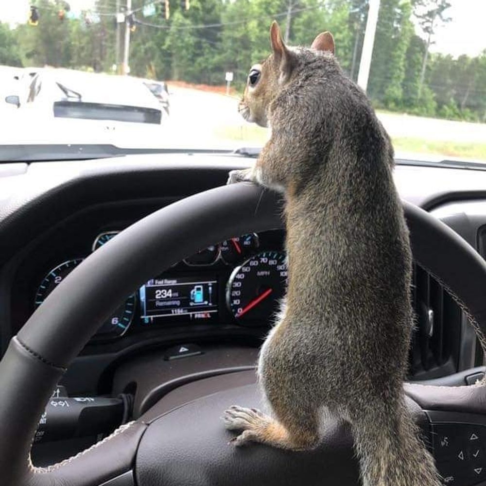 theangrysquirrel.bsky.social profile picture