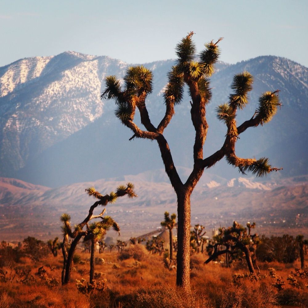 Mojave Green