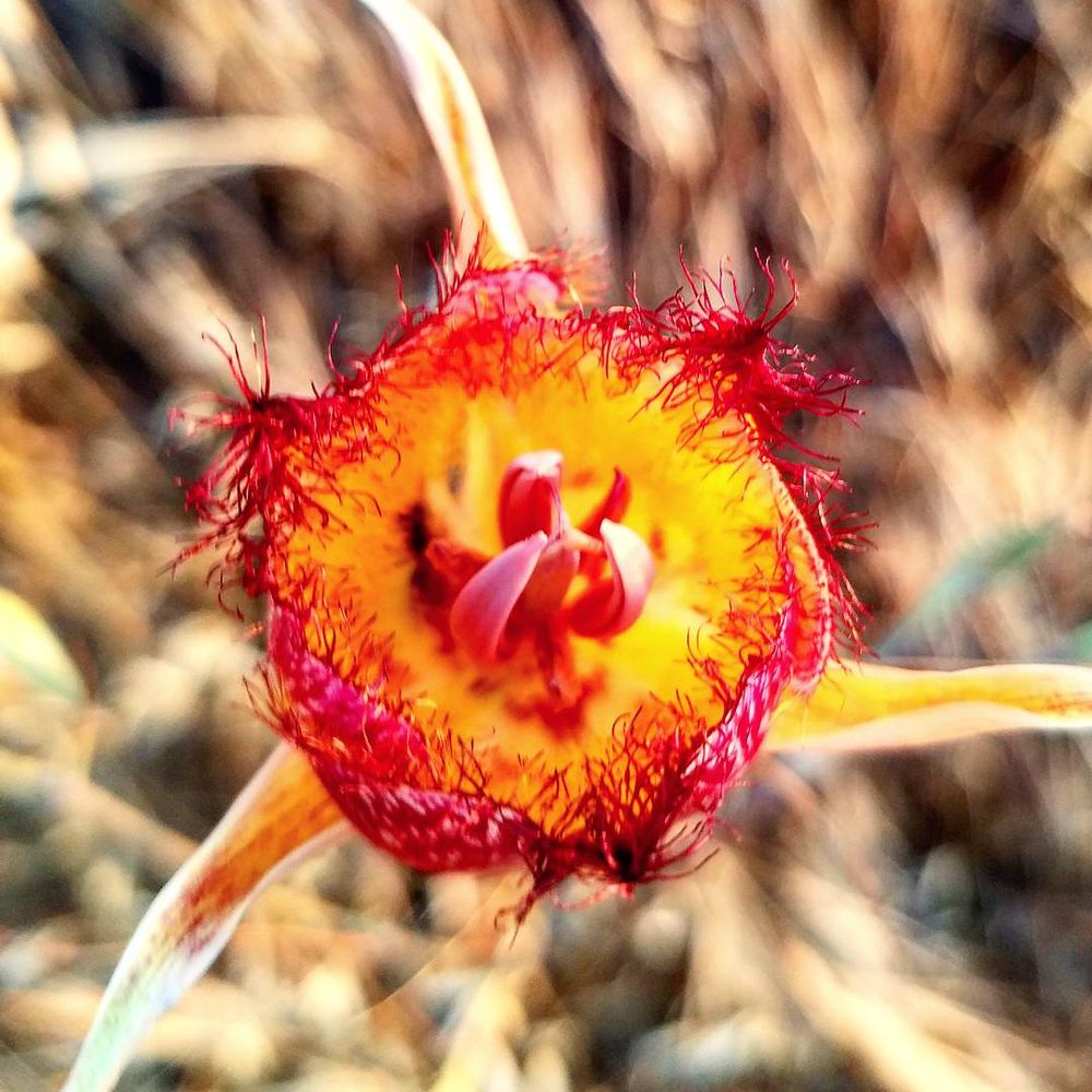 California Native Plants