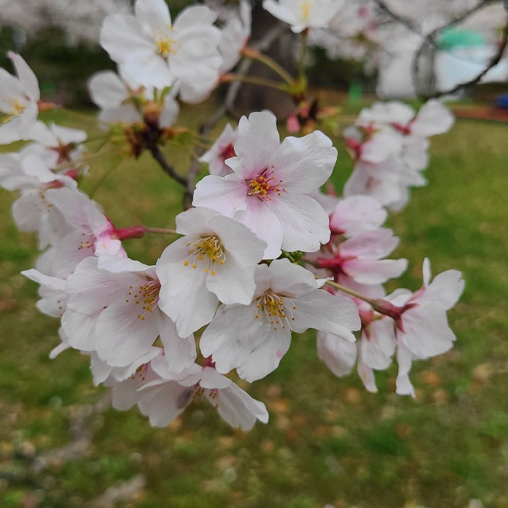 たくたく