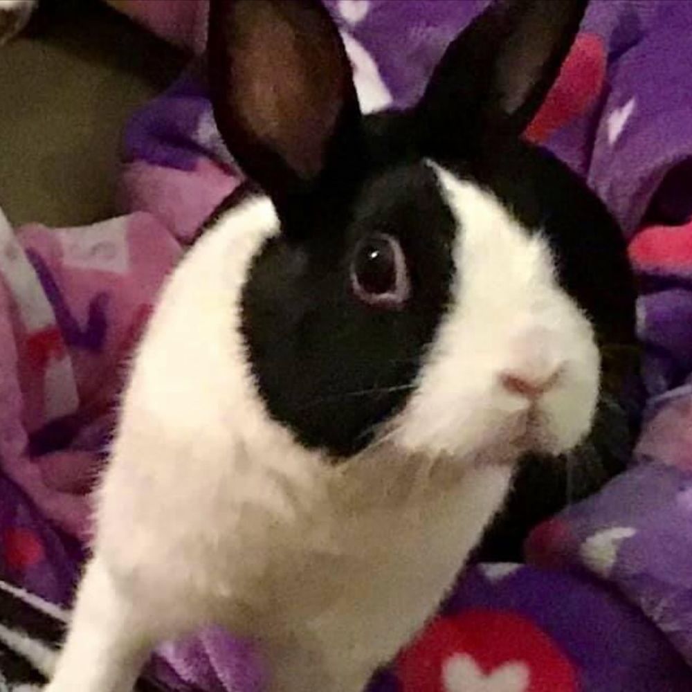 Bunny Meadows