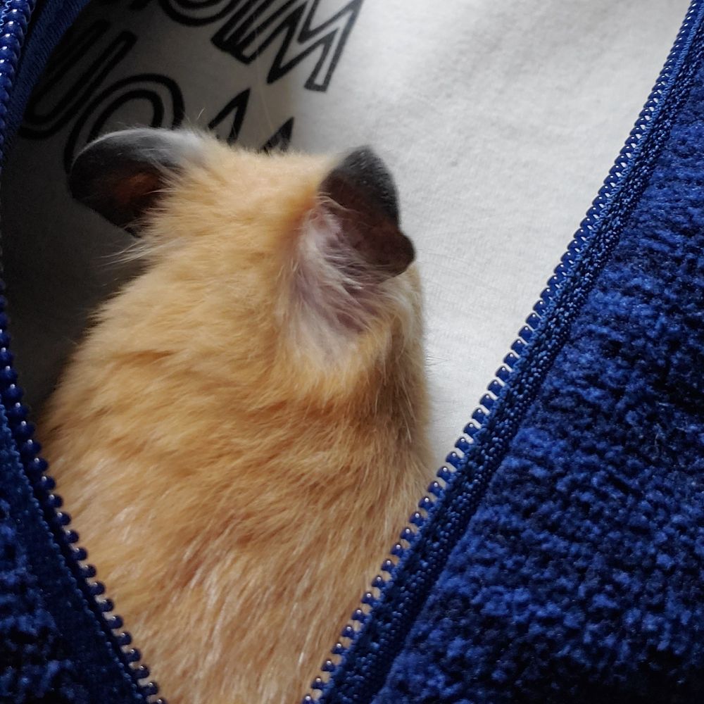 まき
