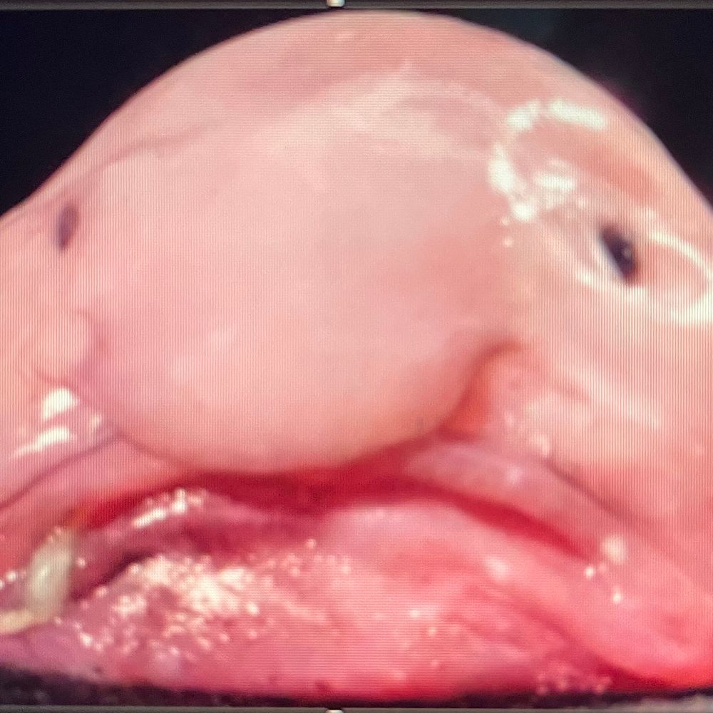 Blobert