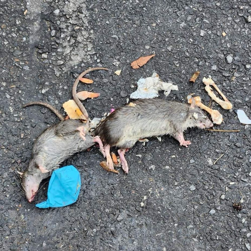 Deadrats.nyc