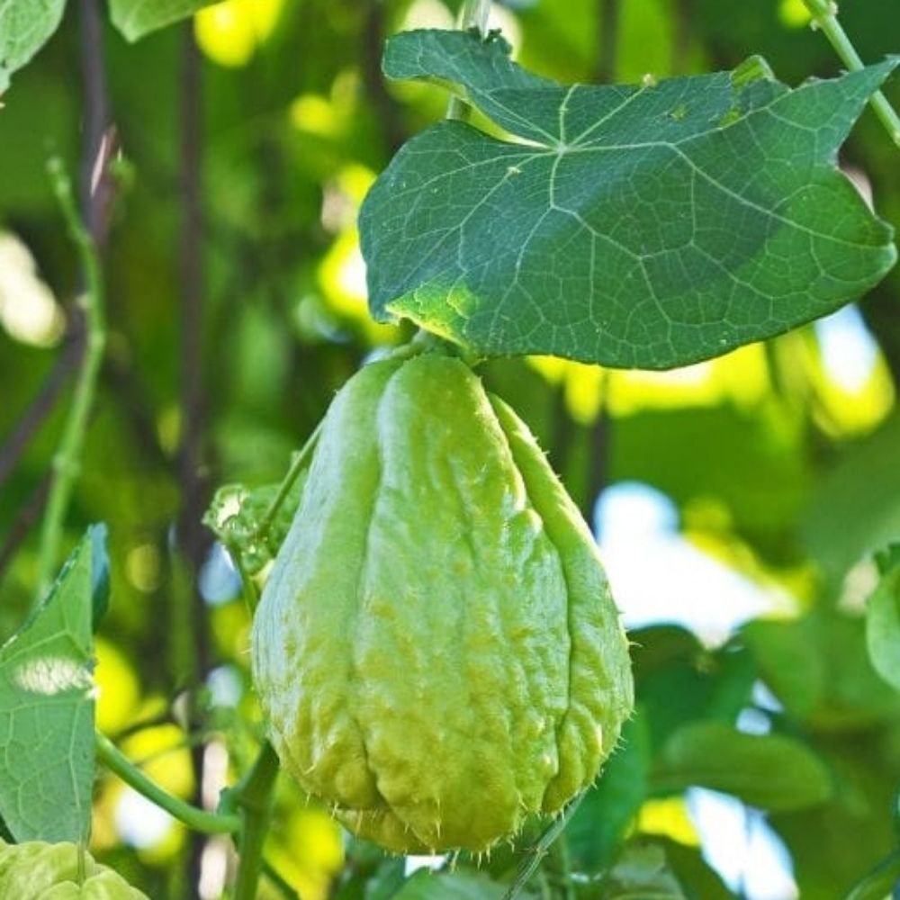 Chayote Beauty