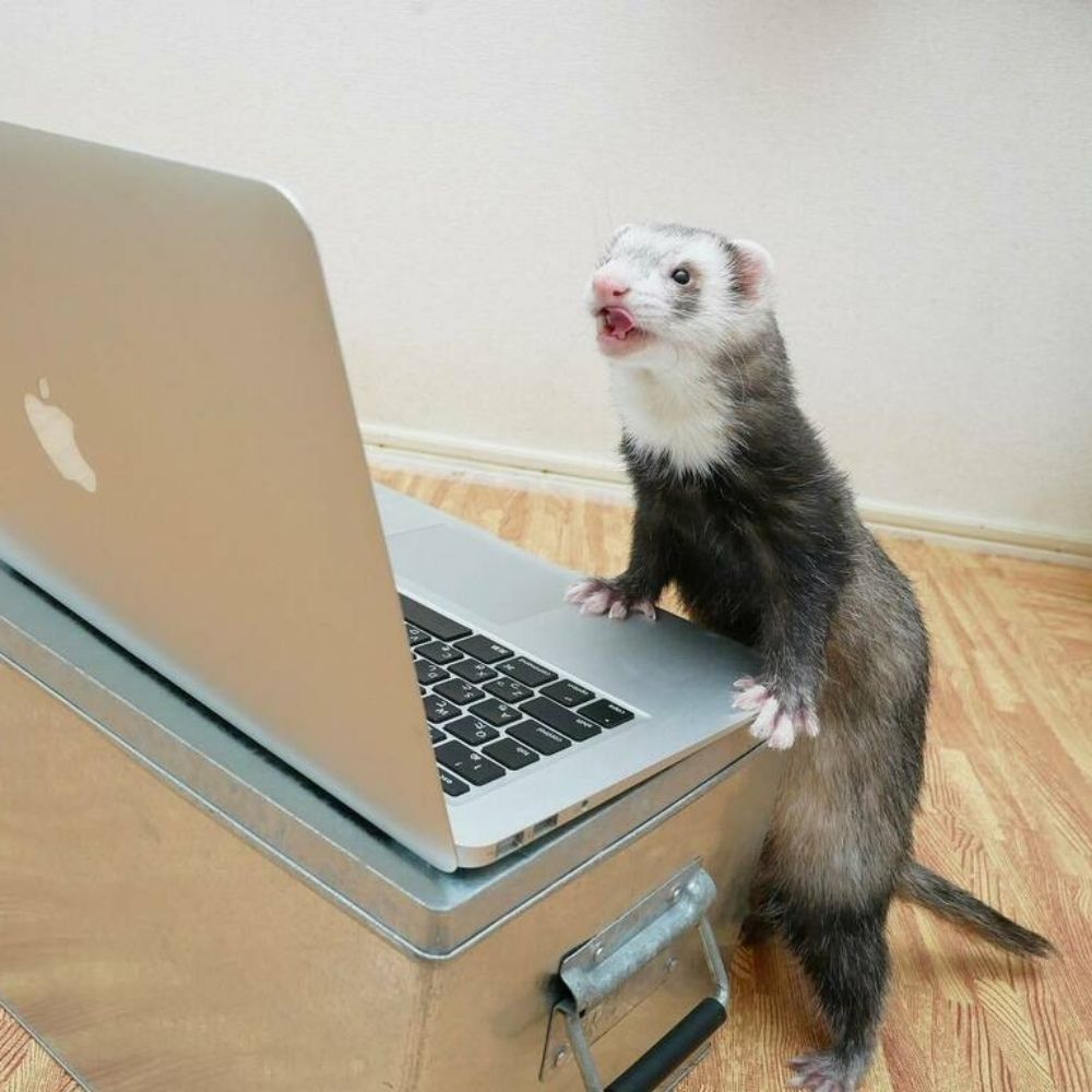 Sql ferret