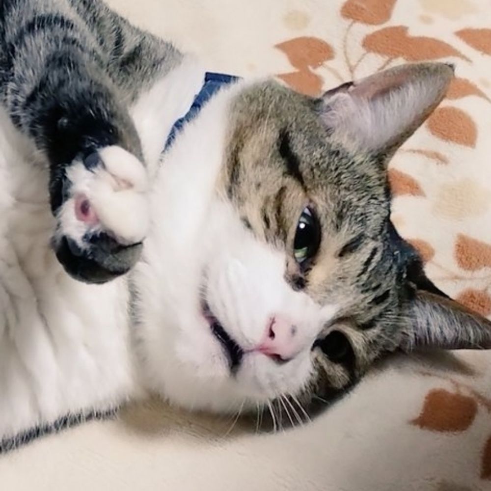 南無三