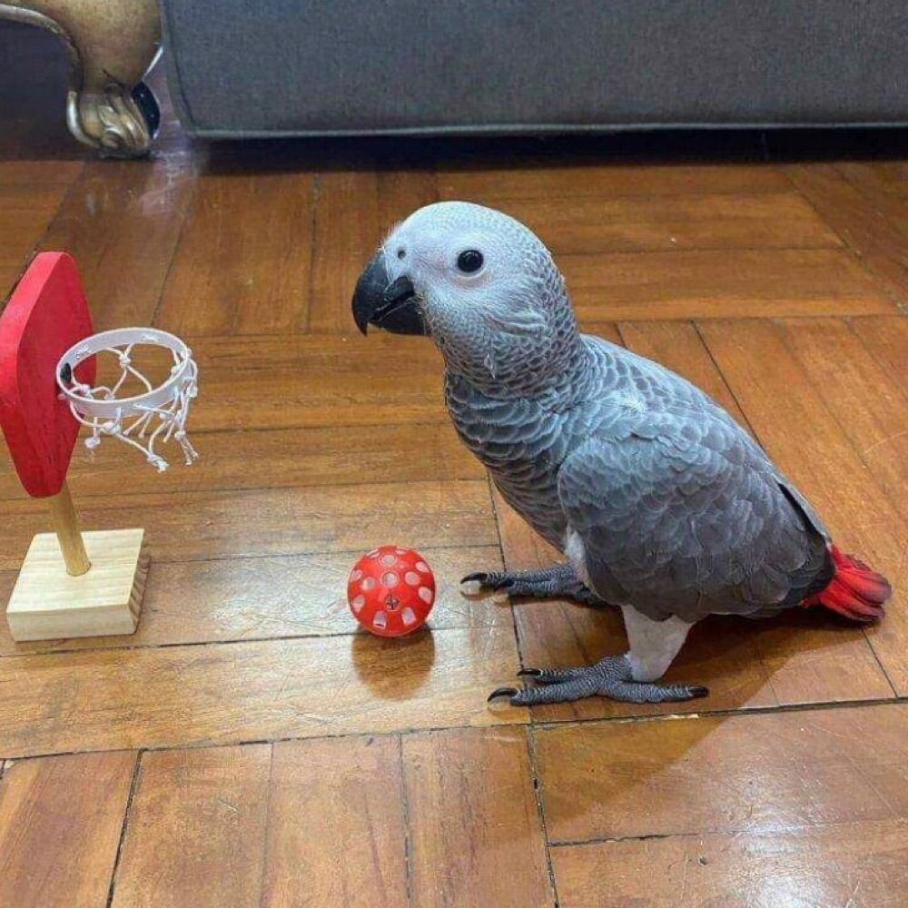 Africa gray parrot 🦜