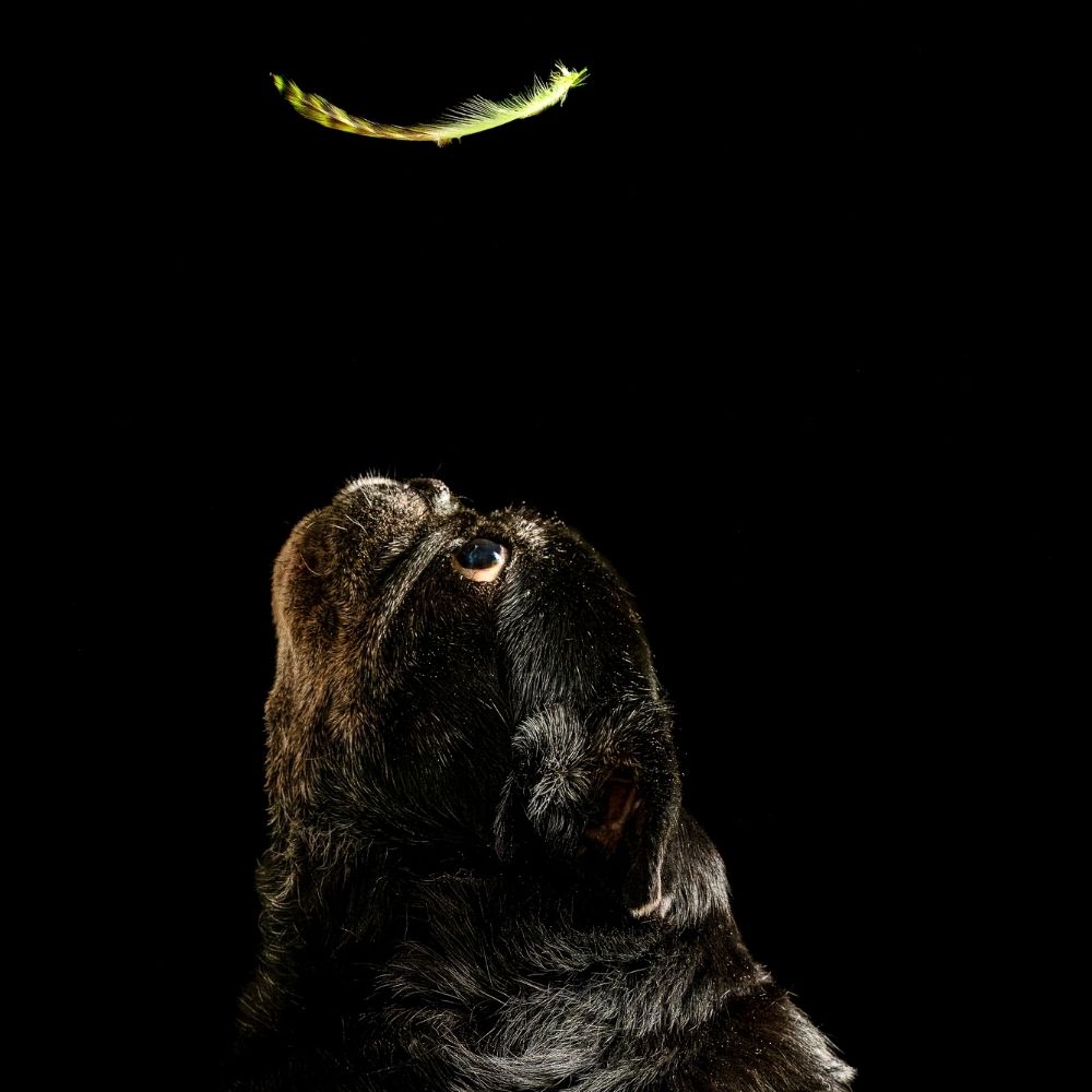 Unleashed Pet Photography
