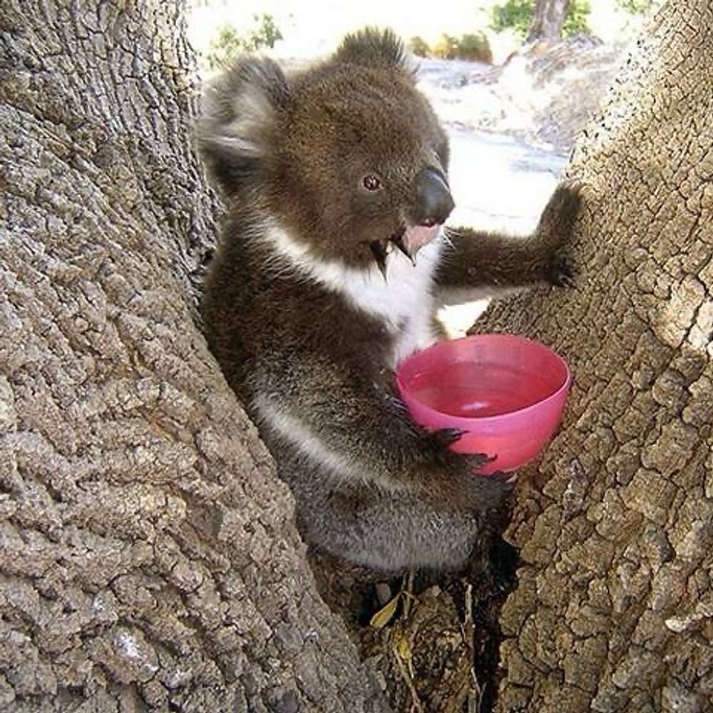 Koalatovmocktail