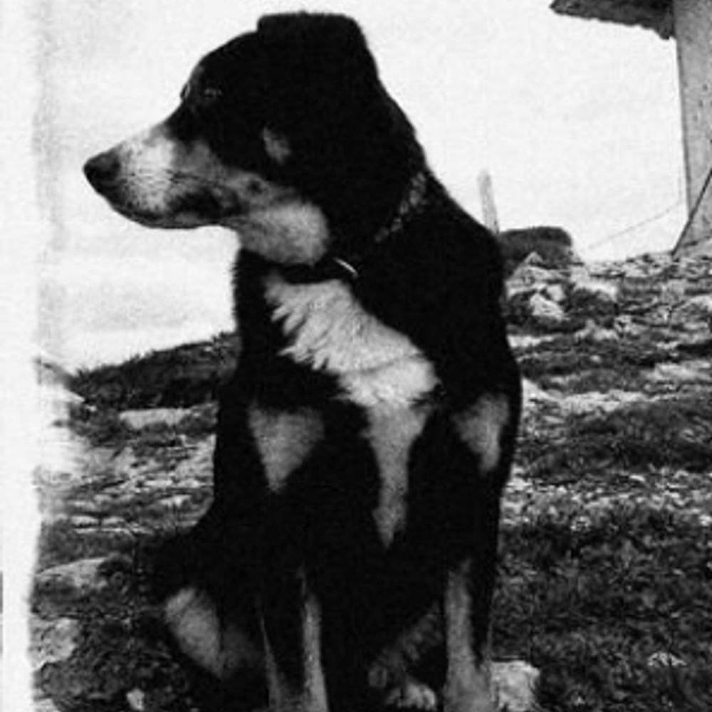 Ferdinand