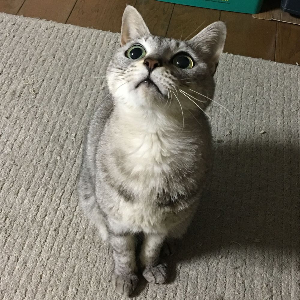 せいです